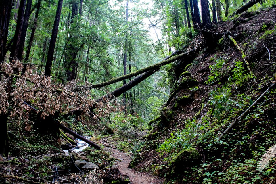 Nature park landscape