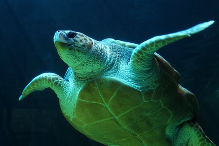 Sea turtle sea life blue life