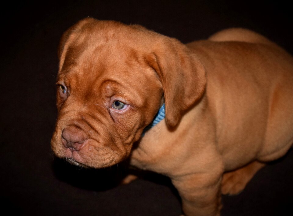 Adorable french mastiff brown