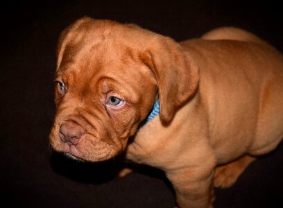Adorable french mastiff brown