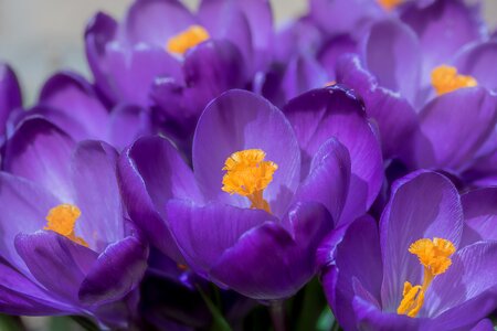 Bühen purple blossom photo