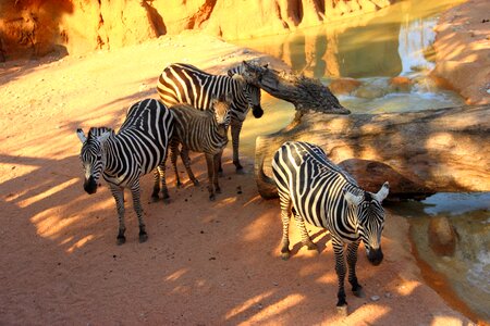 Zebra striped herd photo