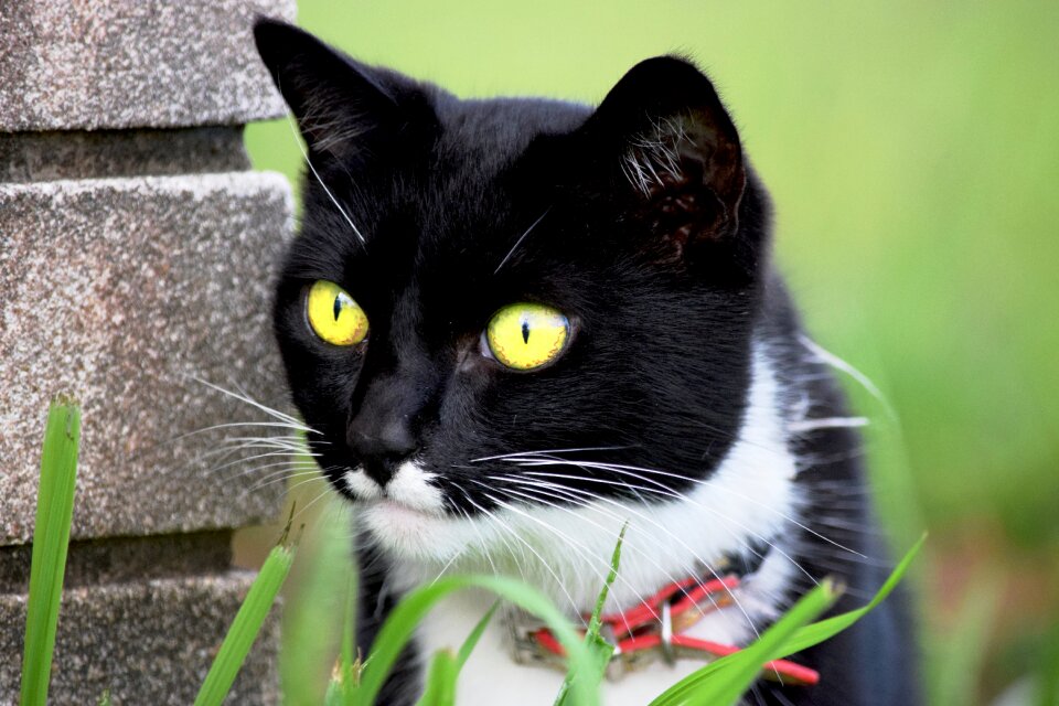 Eyes animal pet