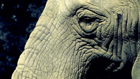 Pachyderm wildlife large