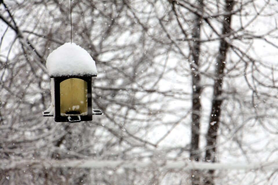 Bird snow winter landscape photo