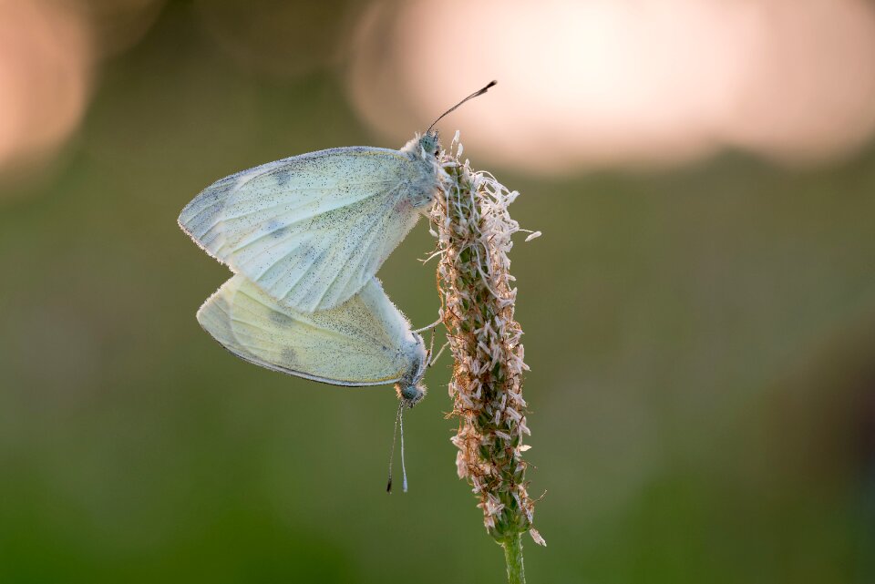 Macro close up butterflies