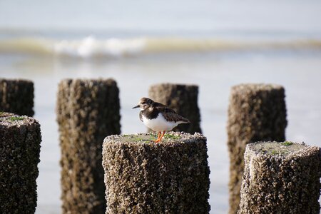 Bird rest nature