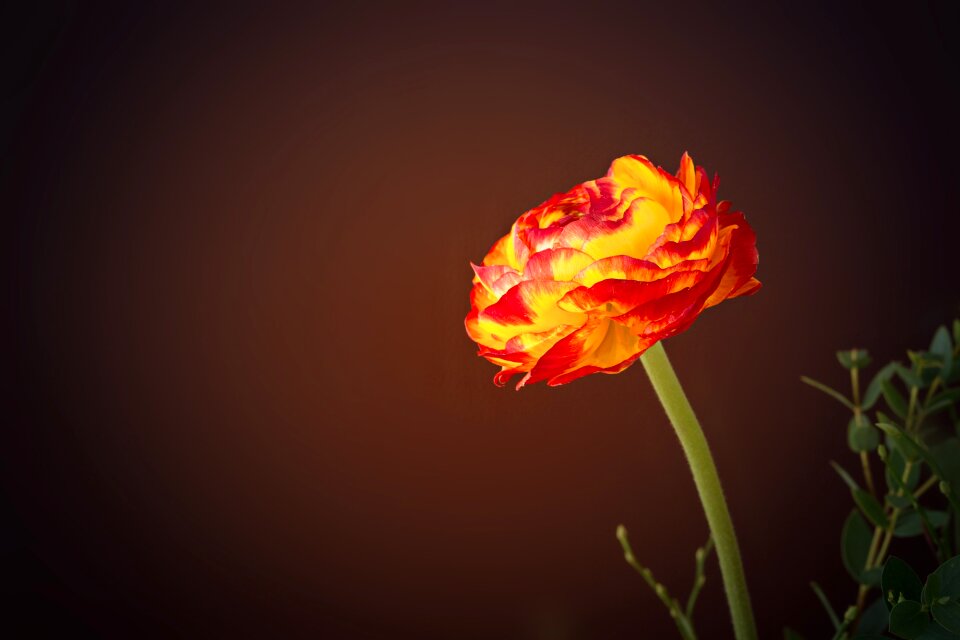 Orange flower red yellow