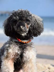 Miniature poodle poodle dog