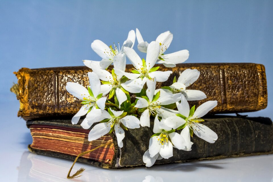 White flowers books lying old books