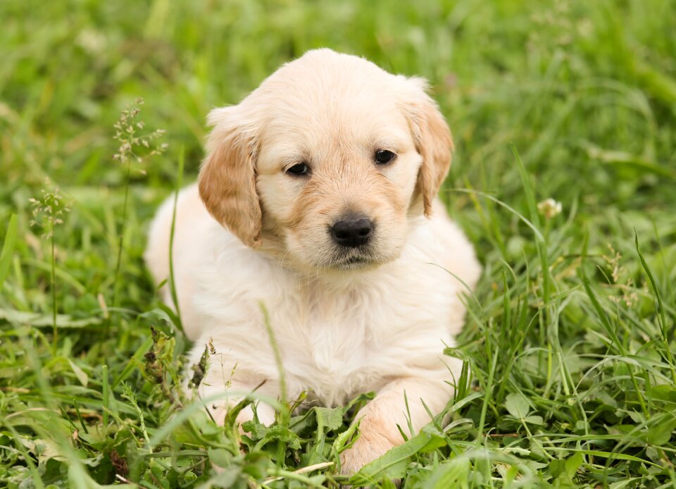 Pet purebred dog out