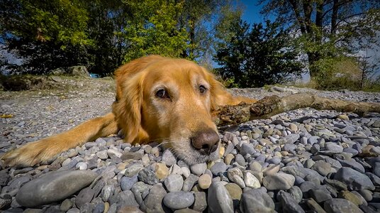 Beach dog look sweet photo