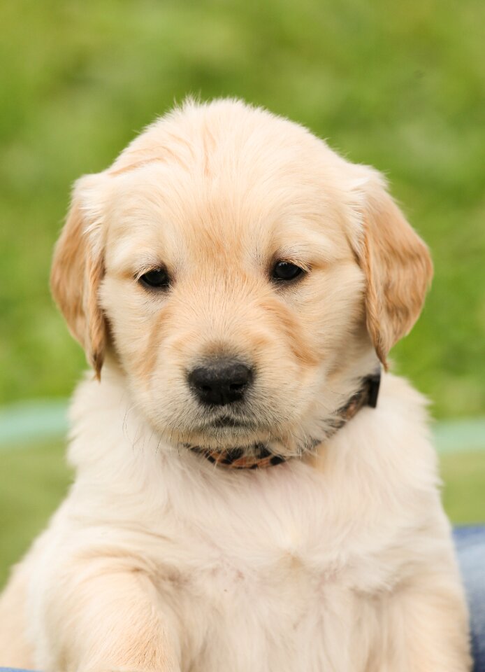Pet purebred dog out