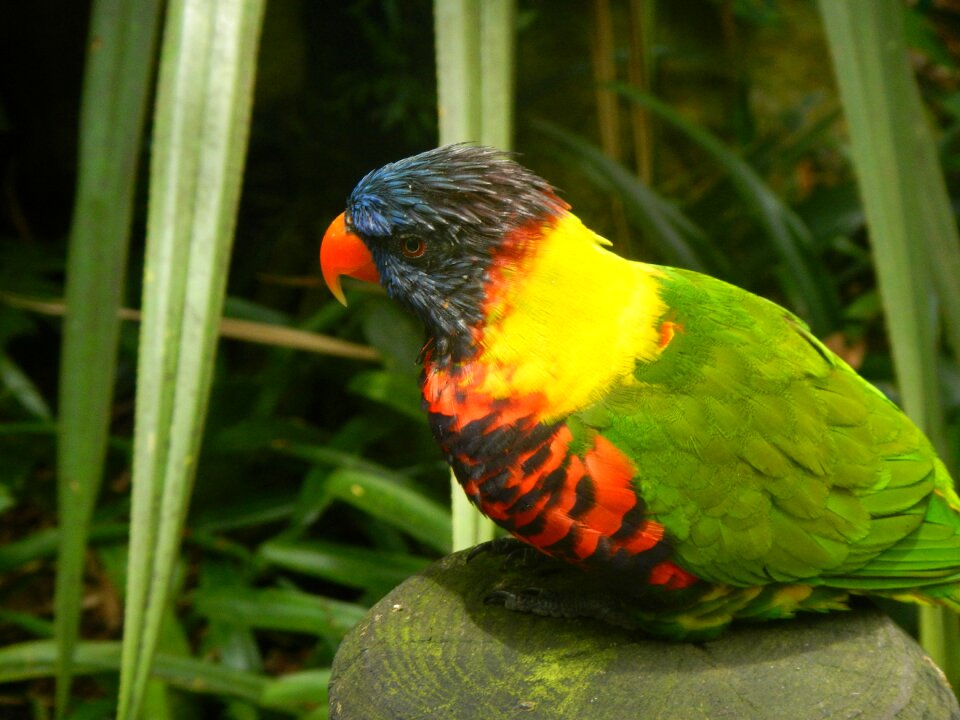 Bird guadeloupe tropical