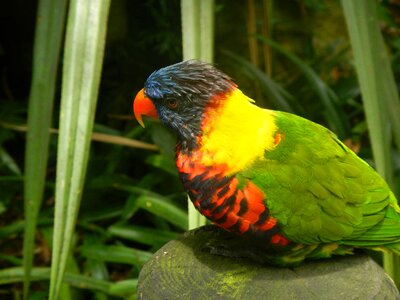 Bird guadeloupe tropical photo