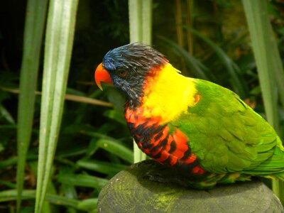 Bird guadeloupe tropical