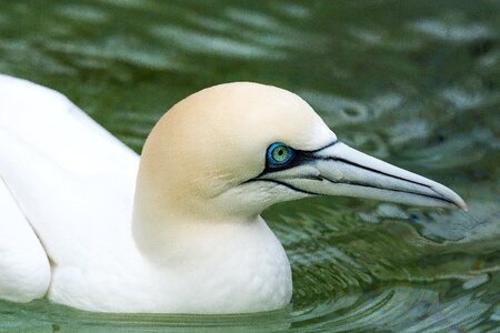 Close up sea birds animal