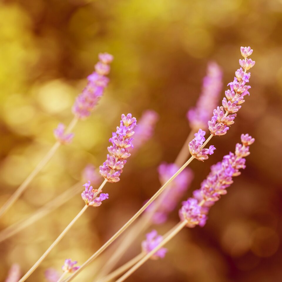 Blossom bloom purple photo