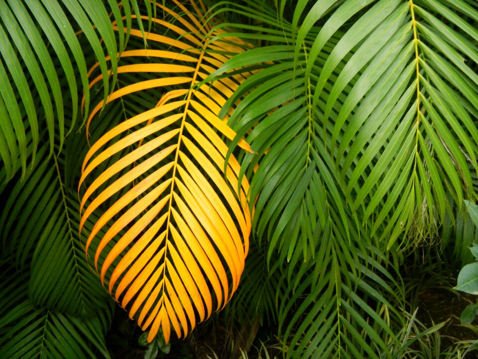 Leaf multiplying tropical