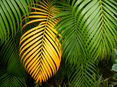 Leaf multiplying tropical