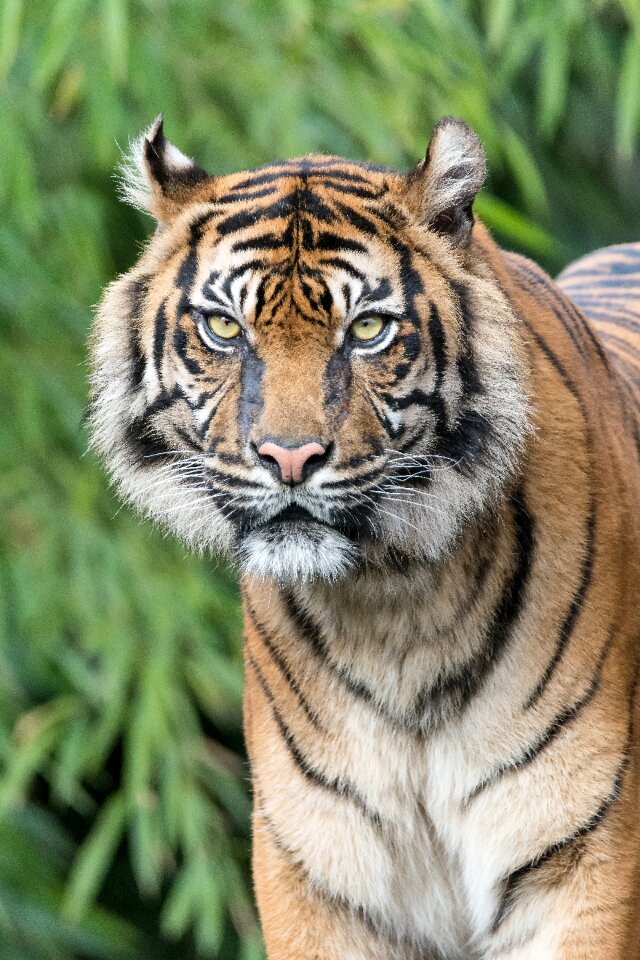 Telephoto lens predator zoo