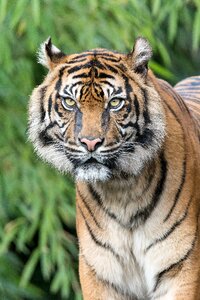 Telephoto lens predator zoo