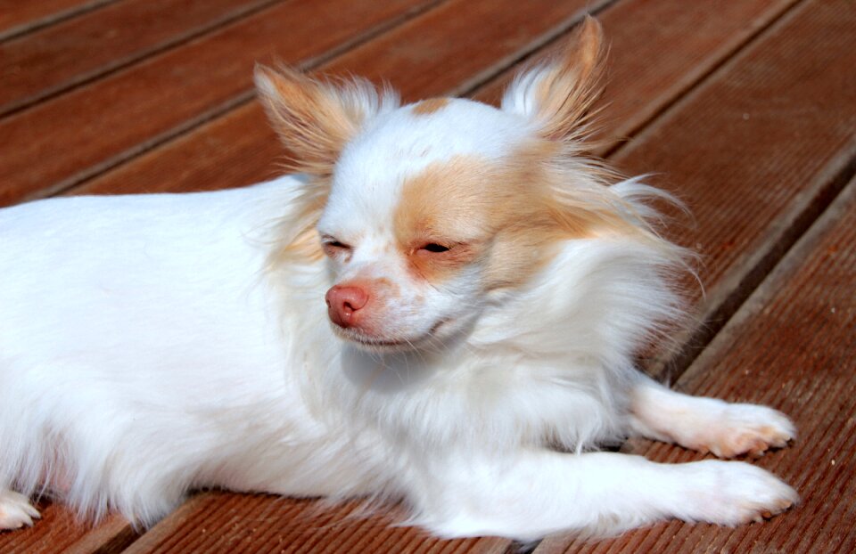 Small cute small dog