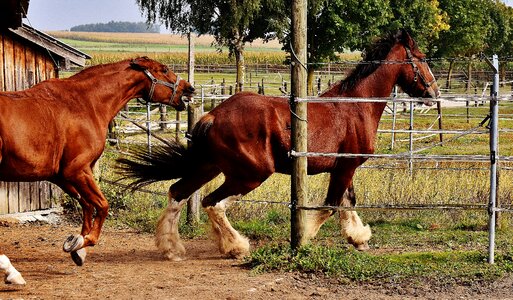 Hunt argue big horse photo