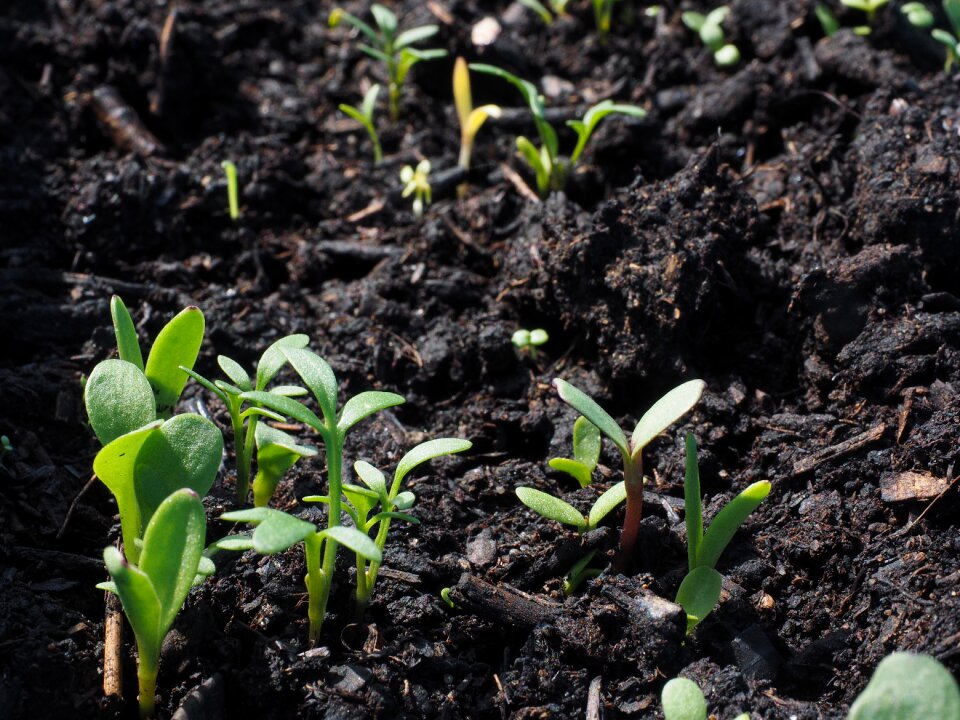 Seedlings plant potting soil
