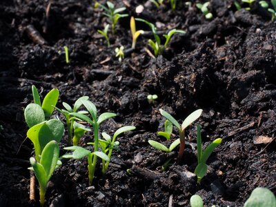 Seedlings plant potting soil