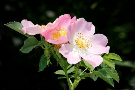 Bloom pink corymbifera bush