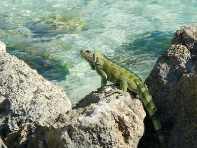 Iguana guadeloupe tropical photo