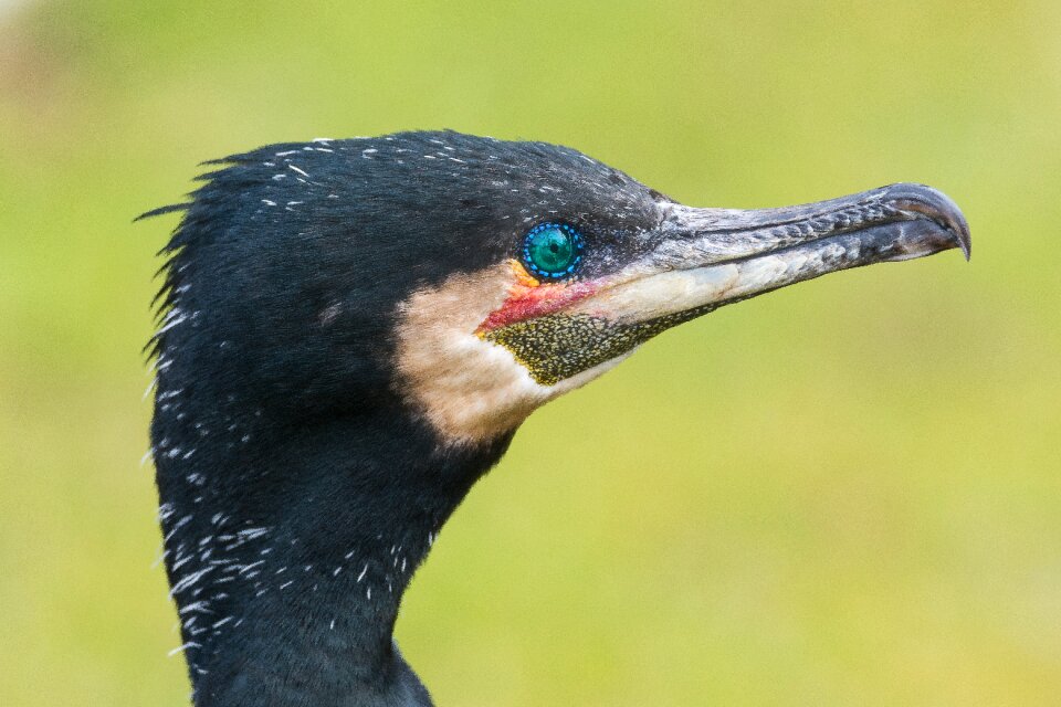 Close up water bird portrait