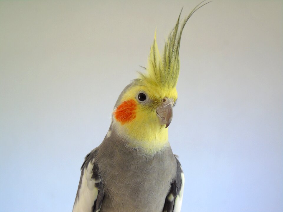 Bird closeup animals