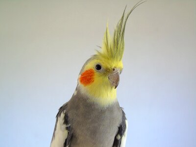 Bird closeup animals
