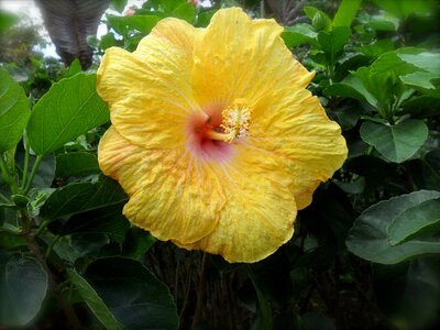 Flower hibiscus yellow photo
