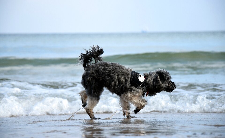 Wave poodle miniature poodle