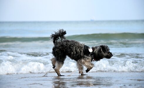 Wave poodle miniature poodle