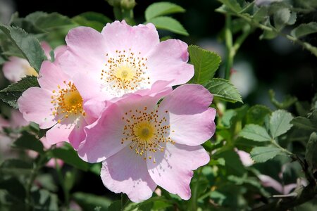 Bloom pink corymbifera bush photo