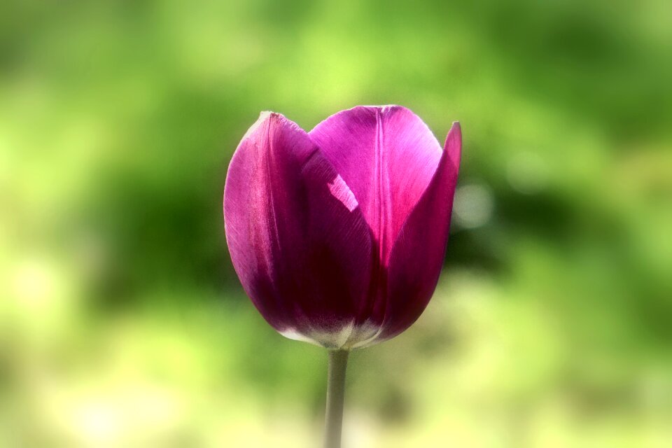 Floral nature season