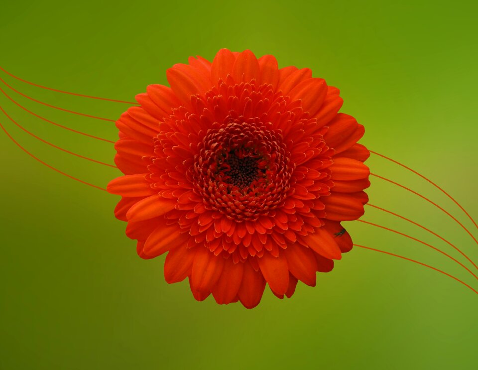 Bloom orange composites
