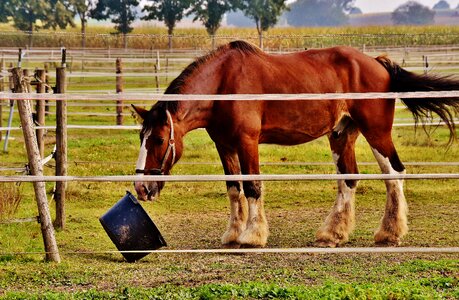 Bucket big horse ride