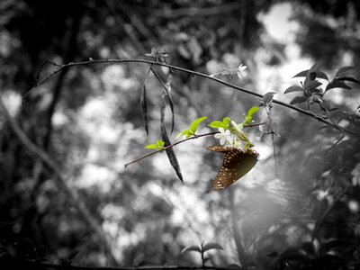Catcher black and white gray butterfly