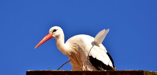 Plumage nature animal world