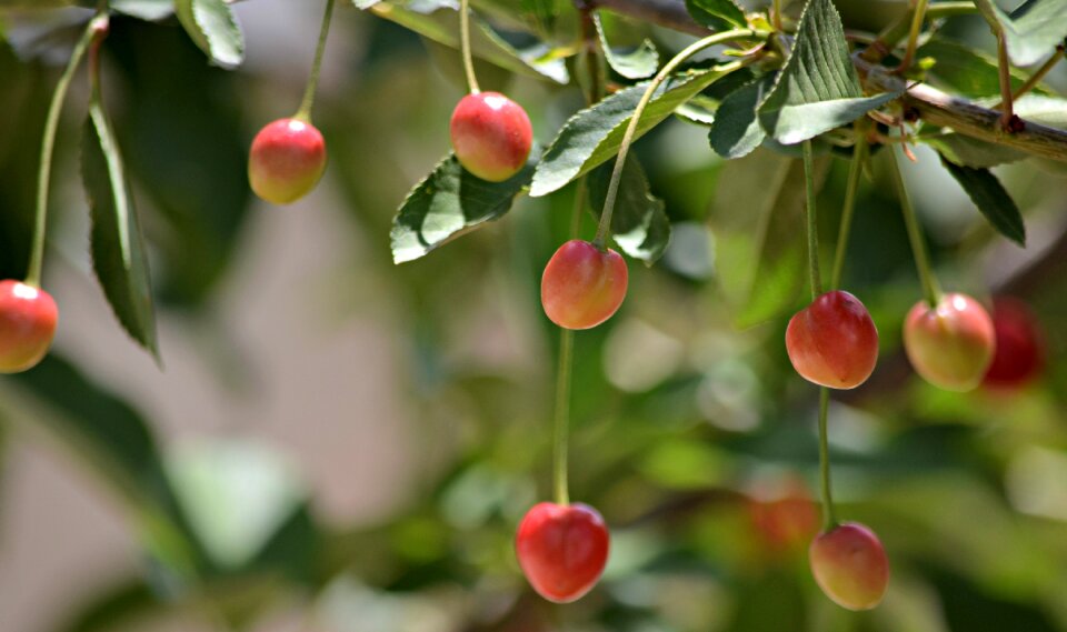 Fresh food organic