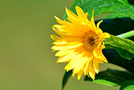 Summer yellow yellow flower photo