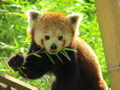 Cute bamboo asia photo