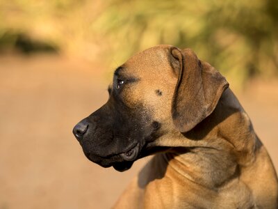 Mastiff boerboel africa