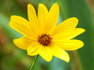 Yellow flower yellow petal photo