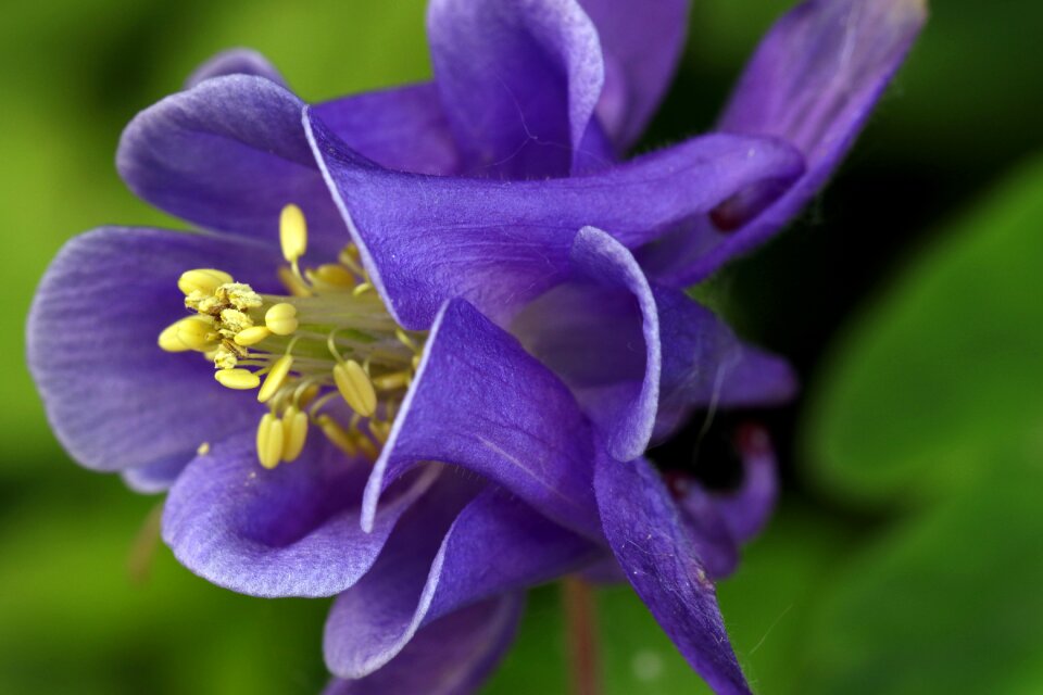 Spring macro nature
